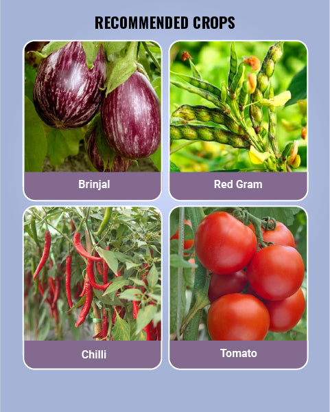 Image showing targeted crop details of Godrej Gracia Insecticide like tomato, brinjal, redgram and chilli.