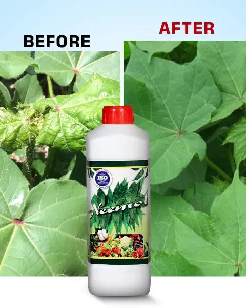 Image of crop leaves before and after applying Neemol Bio Insecticide