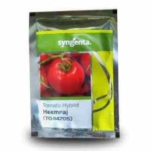 HEEMRAJ (TO-II4705) TOMATO