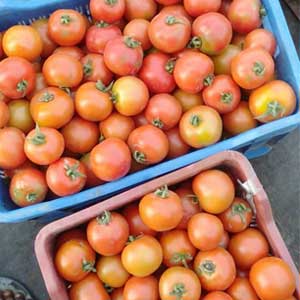 HEEMRAJ (TO-II4705) TOMATO
