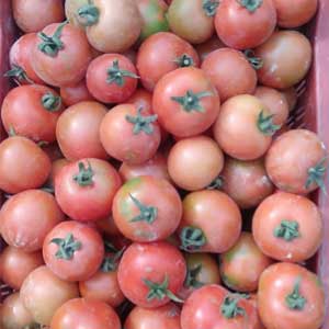 HEEMRAJ (TO-II4705) TOMATO