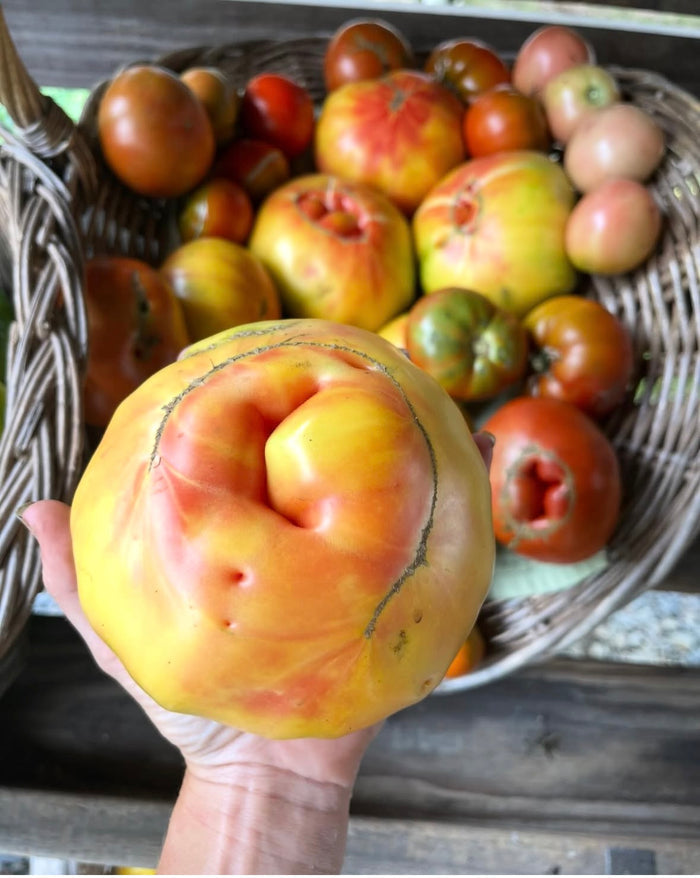 Tomatoes : It must be the Farm (2 per order)