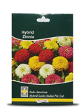 ZINNIA
