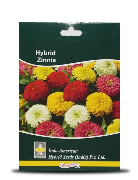ZINNIA