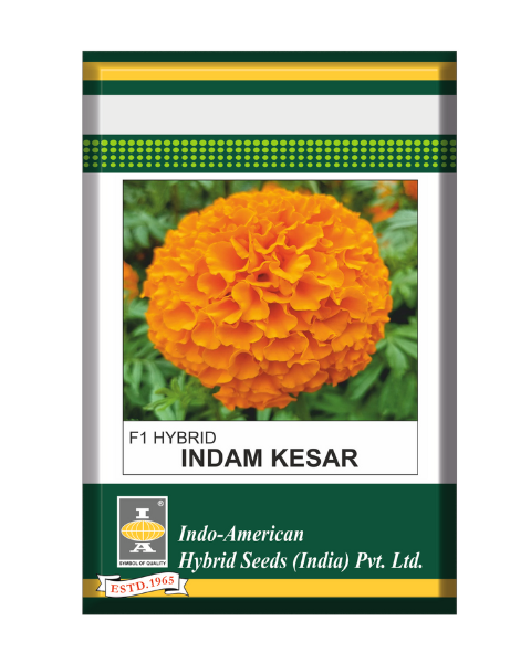 Indam Kesar Marigold- Tall Plant, Bright Orange, Large Flowers, Honeycomb like