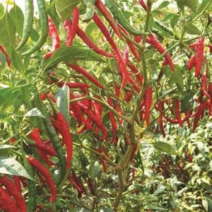INDU F1 CHILLI SEEDS