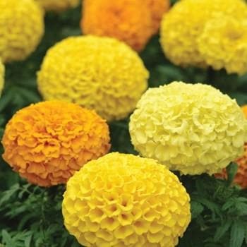 ASHTAGANDHA PLUS MARIGOLD SEEDS, SUITABLE FOR LONG DISTANCE SHIPPING