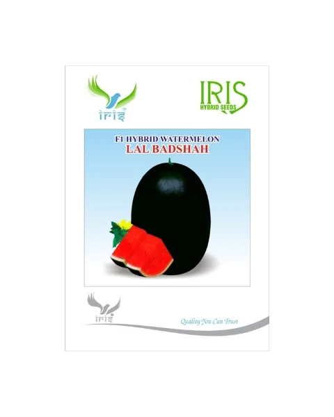 IRIS HYBRID F1 LAL BADSHAH WATERMELON ICE BOX SEGMENT