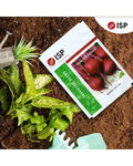 ISP174 HYBRID BEETROOT