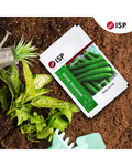 ISP224 RIDGE GOURD