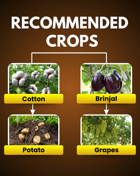 Recommended crops chart highlighting cotton, brinjal, potato, and grapes with vivid image thumbnails for each crop.