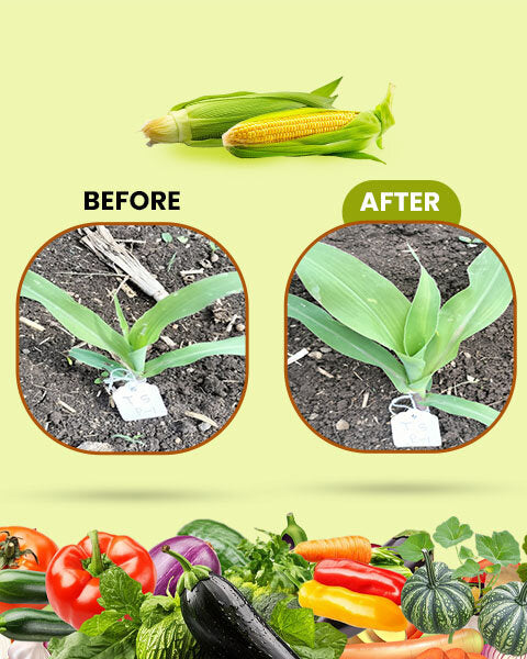 Before and after comparison graphic showing improved growth in corn crops, with assorted fresh vegetables below.