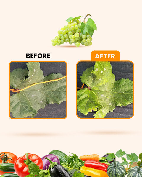 Before and after comparison of a grape leaf treated with Fungo Raze fungicide, showing grapes and assorted vegetables.