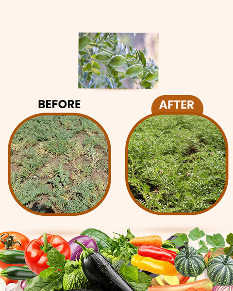 Before and after comparison of a chickpea crop showing recovery from sparse, yellowing patches to lush green growth.