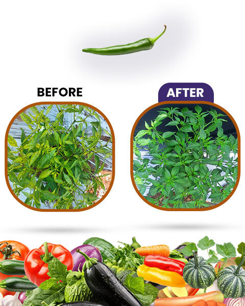 Kay Bee Bio-Organics Viroraze bottle next to healthy, vibrant red tomatoes grown using organic crop protection.