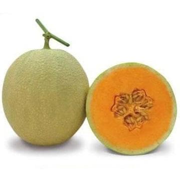 Fresh Kundan F1 Hybrid Muskmelon showing netted rind and sweet orange flesh. High-yield cantaloupe variety for commercial farming and gardening.
