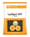 LYALLPUR 257 F1 hybrid Muskmelon Seeds