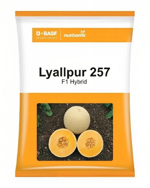 LYALLPUR 257 F1 hybrid Muskmelon Seeds