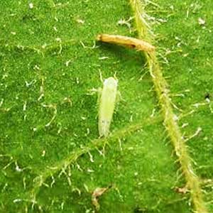 Image of Leaf Hopper Pests