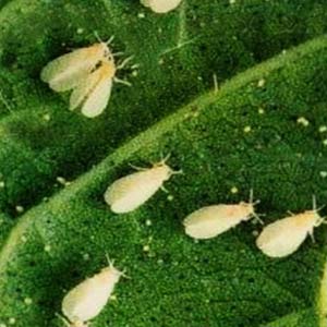 Image of whiteflies on crops
