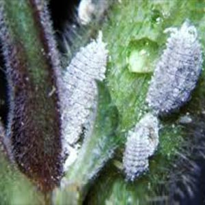 Image showing Mealy Bugs