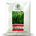 MARSHAL CHILLI
