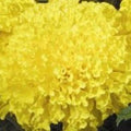 MAX2 + (MARIGOLD)