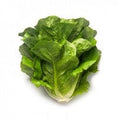 MAXIMUS RZ (41-95) COX LETTUCE