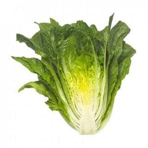 MAXIMUS RZ (41-95) COX LETTUCE