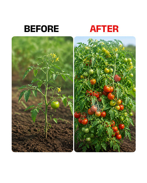 NiaGold Biostimulant - Healthy and Stronger plant (IPM Suitable) | TAPAS