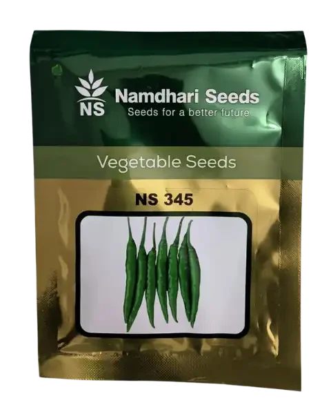 NS 345 CHILLI SEEDS