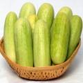 NS 425 CUCUMBER