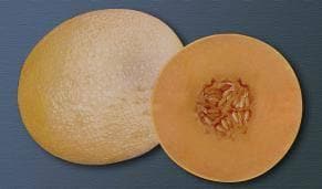 NS 7455 F1 MUSKMELON