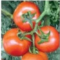 Close-up of fresh, ripe red tomatoes growing on a green vine with green foliage in the background.