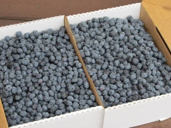 Organic Blueberry Pint