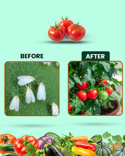 Pesto Raze (Bio Pesticide) – For Effective Control of Aphids, Whiteflies & Hoppers