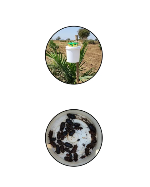 Pheromone Bucket traps with Rhynchophorus ferrugineus Lures (Red palm weevil) Pack of 4 Traps & Lures