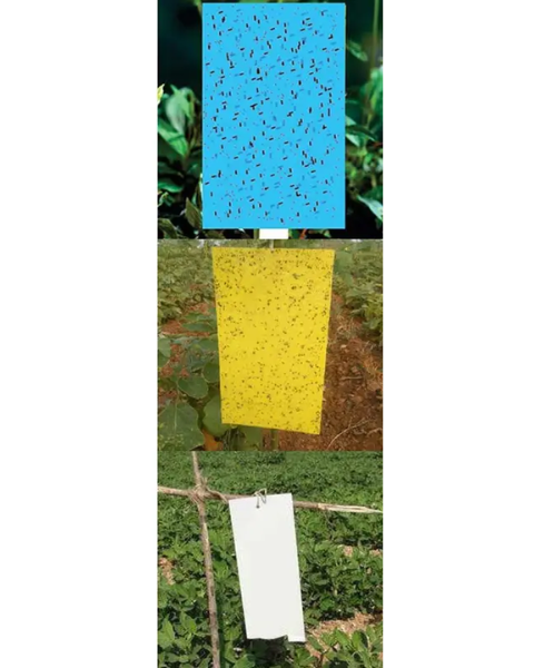 Pheromone Combo pack of White Yellow Blue Sticky traps for chillies (11*28cm) Traps & Lures