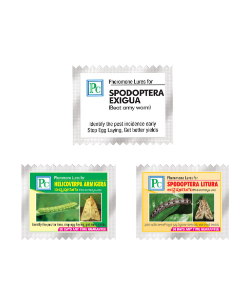 Pheromone Combo Pack Replacement for CHILLIES AND CAPSICUM Traps & Lures