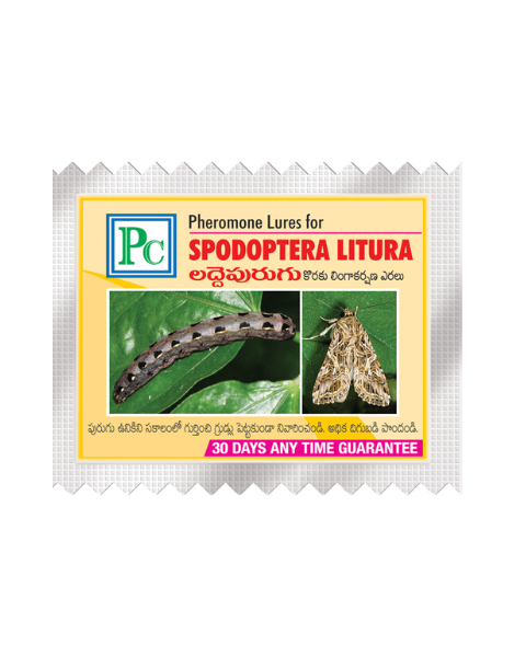 Pheromone Combo Pack Replacement for CHILLIES AND CAPSICUM Traps & Lures
