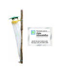 Pheromone Pheromone Traps with Chilo infuscatellus Lures (Sugar cane early shoot borer) 8 pack Traps & Lures