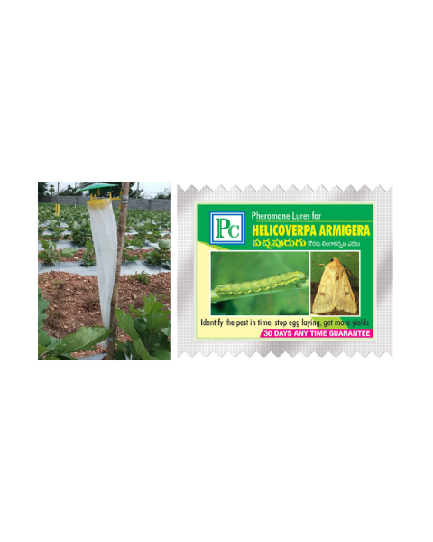 Pheromone Trap and Lure Complete Set for Helicoverpa armigera Traps & Lures