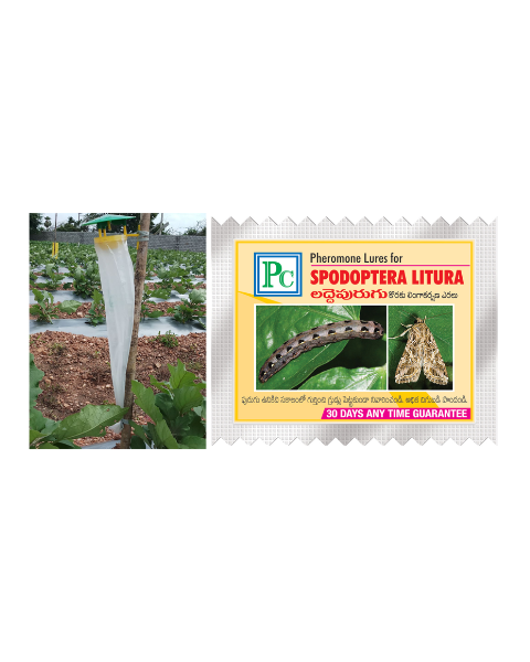 Pheromone Trap and Lure Complete Set for Spodopetra litura Traps & Lures