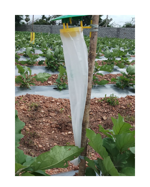 Pheromone Trap and Lure Complete Set for Spodoptera frugiperda (Fall Armyworm) Traps & Lures