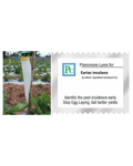 Pheromone trap with Earias insulana Lure (Spiny bollworm) - 10pack