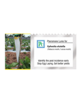 Pheromone trap with Ephestia elutella Lure (Warehouse moth / Tobacco moth) - 10pack
