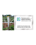 Pheromone trap with EPIPHYAS POSTVITTANA Lure(Light Brown Apple Moth – LBAM) - 10pack