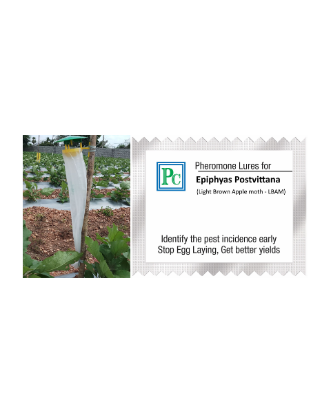 Pheromone trap with EPIPHYAS POSTVITTANA Lure(Light Brown Apple Moth – LBAM) - 10pack