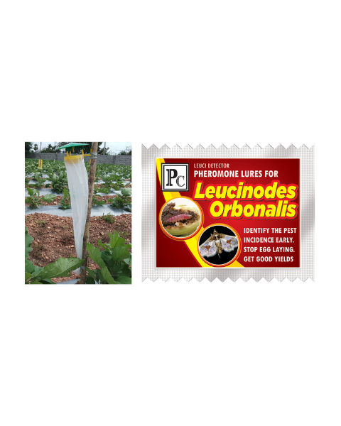 Pheromone trap with Leucinodes orbanalis (Brinjal Fruit and shoot borer) Traps & Lures