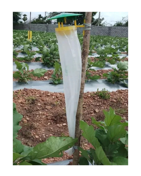Pheromone trap with Leucinodes orbanalis (Brinjal Fruit and shoot borer) Traps & Lures